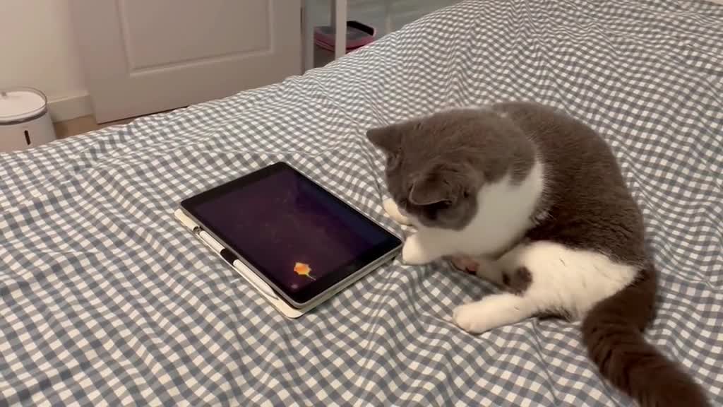 Haha, he's getting cranky. 🐱🏍🐱🏍