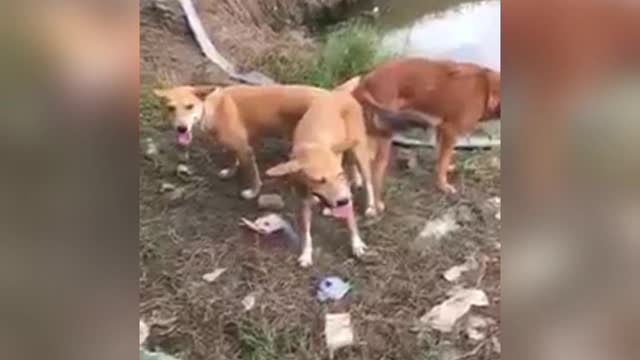 dogs having threesome