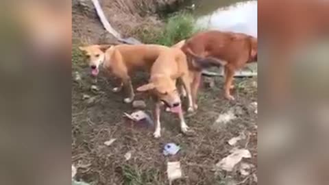 dogs having threesome