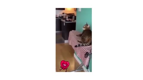 😸Cat and dog Funny moments in a home