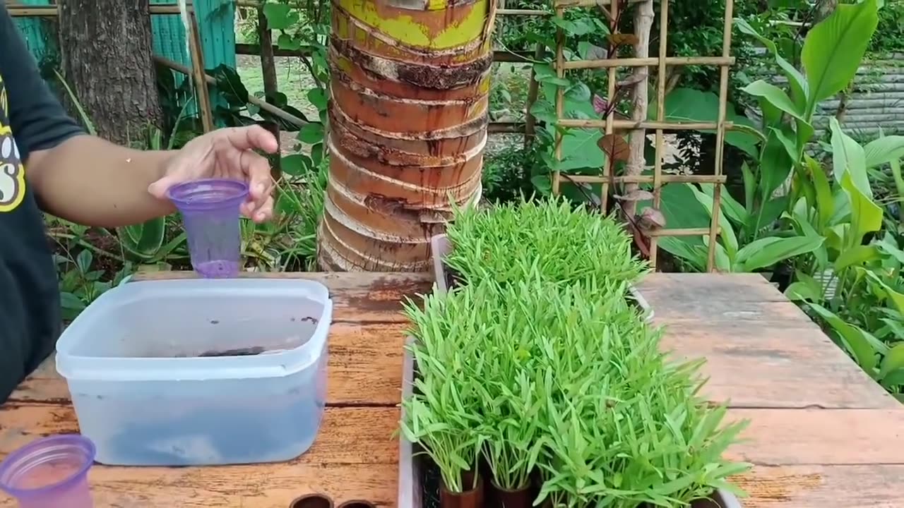 How to transplant water spinach from charcoal husk seedling media successfully