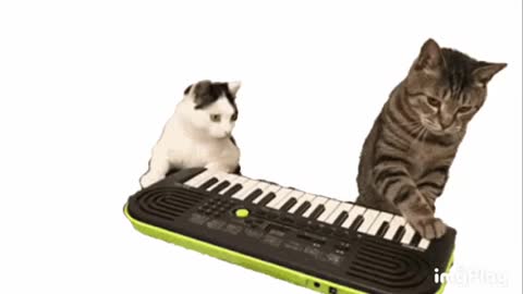 Cute Cat Piano Gif! 🥰💗🐈