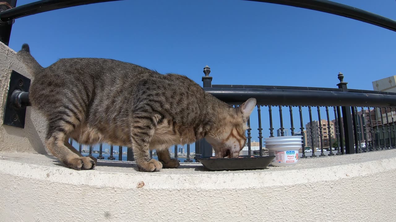 MICHAEL JACKSON - Homeless cat in Ras Al Khaimah, UAE #cat #cats #MichaelJackson #emirates #ae #UAE