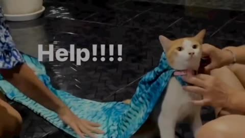 Cat funny video use 😂head phones