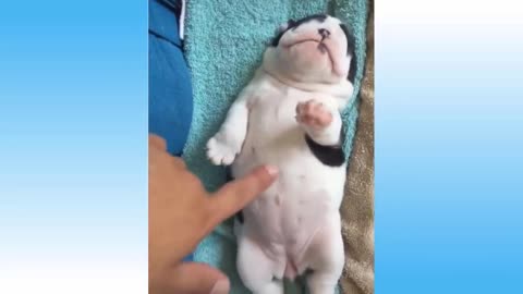 Top Funny Cat Videos Of The Weekly - Try Not To Laugh 108