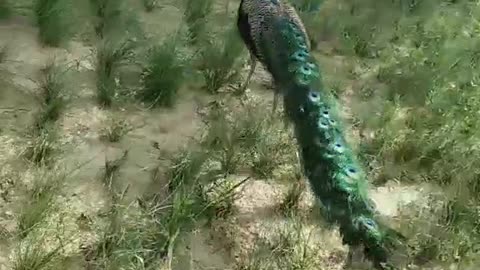 The naughty peacock