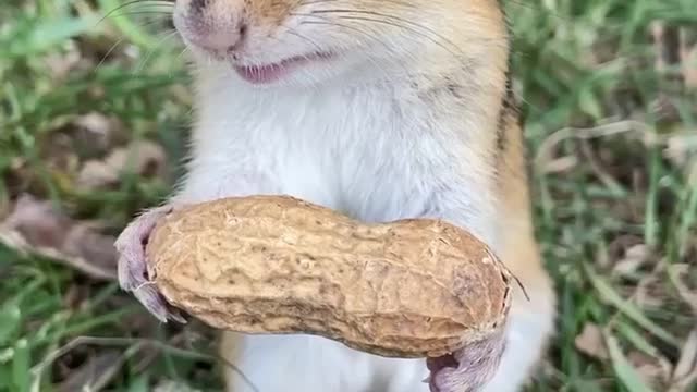 cute squirrel responds sweetly