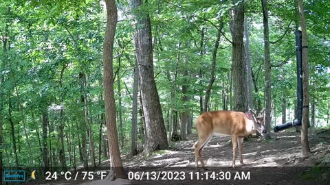 The Woods – 06/14/2023
