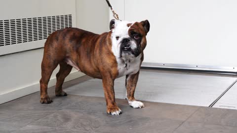 A bulldog waits patiently outside a store for its master