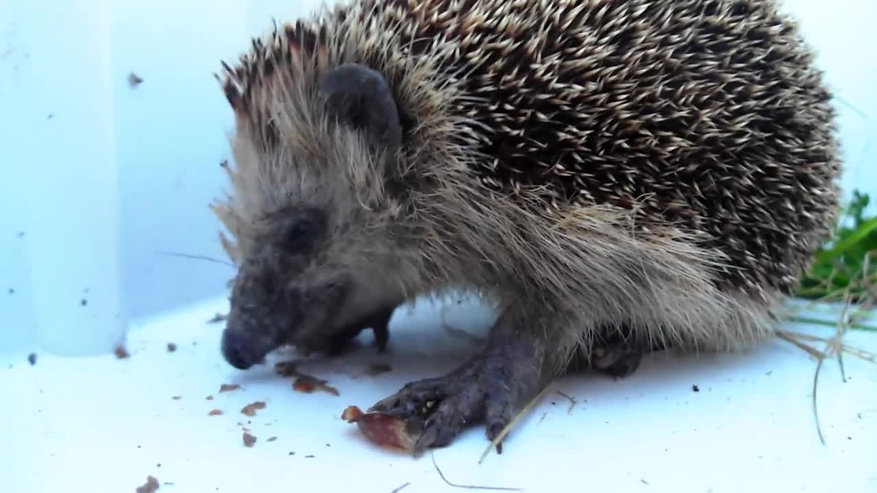 Hedgehog eating snail