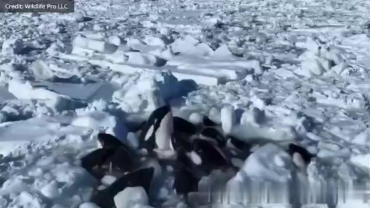 Killer Whales Trapped in Ice in Northern Japan