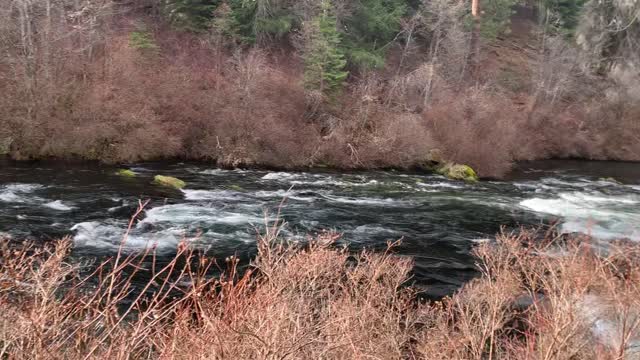 Our Trusty River Buddy Mighty Metolius River – Central Oregon