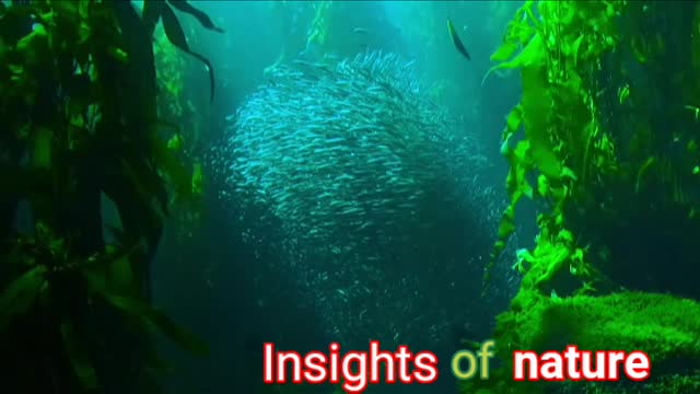 Insights of nature