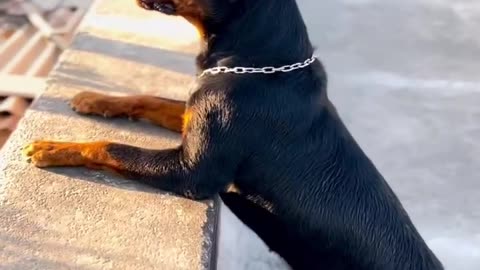 The rott aggression