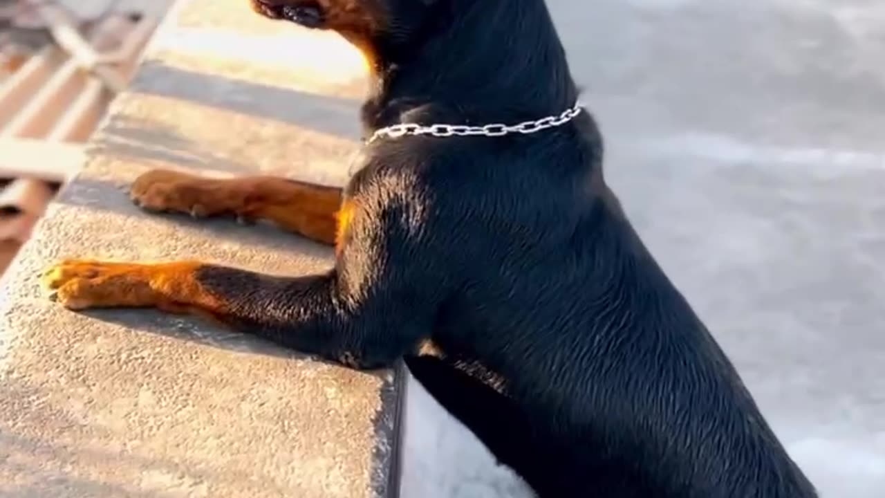 The rott aggression