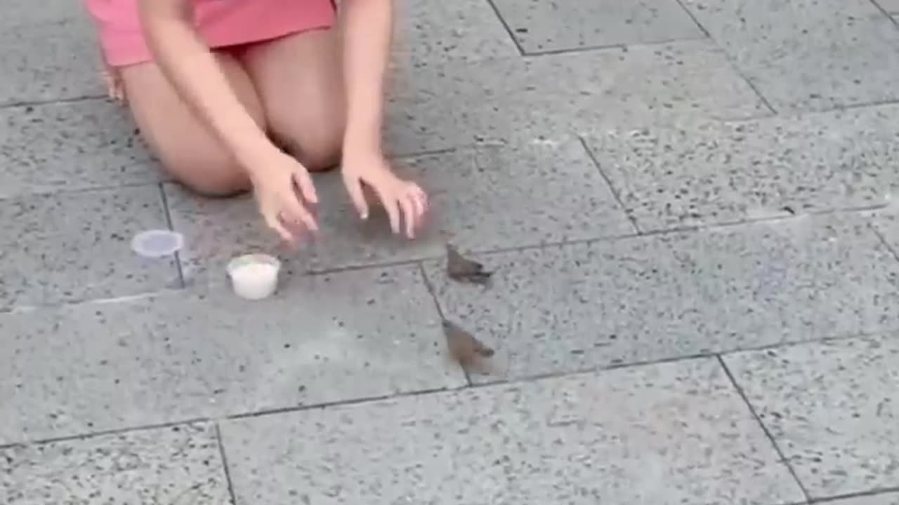 Funy animal video