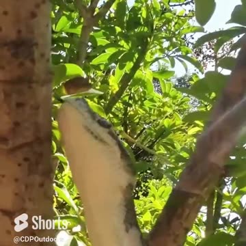 Byford the West Coast Python 5