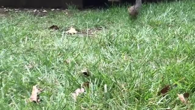 Mr Dinky fill the cheeks please