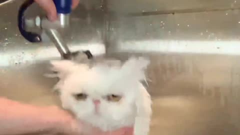 Persian Cat With Fun Water Shaver