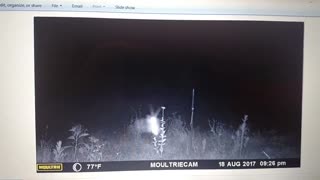 BOBCAT TRAIL CAM