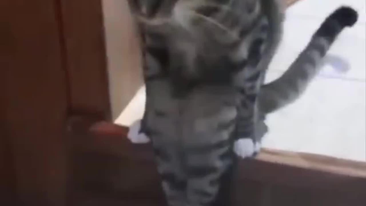 Animal tiktok compilationš„