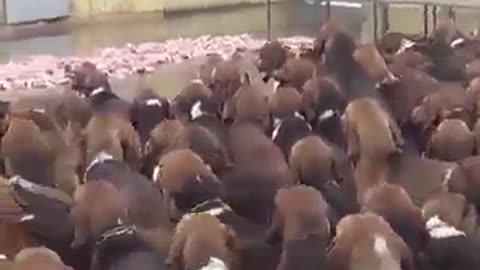 Feeding 500 dogs at once