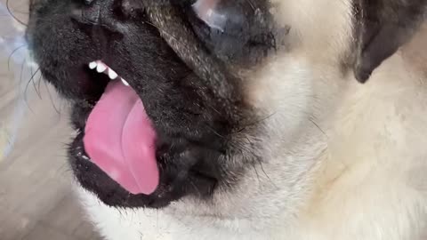 Pug Slathers Windows In Spit