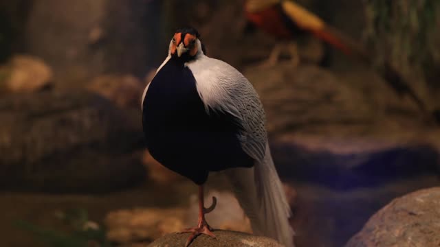 Black and white feathered pheasant dozing at noon.