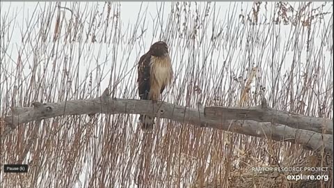 Beatiful Raptor on live cam!