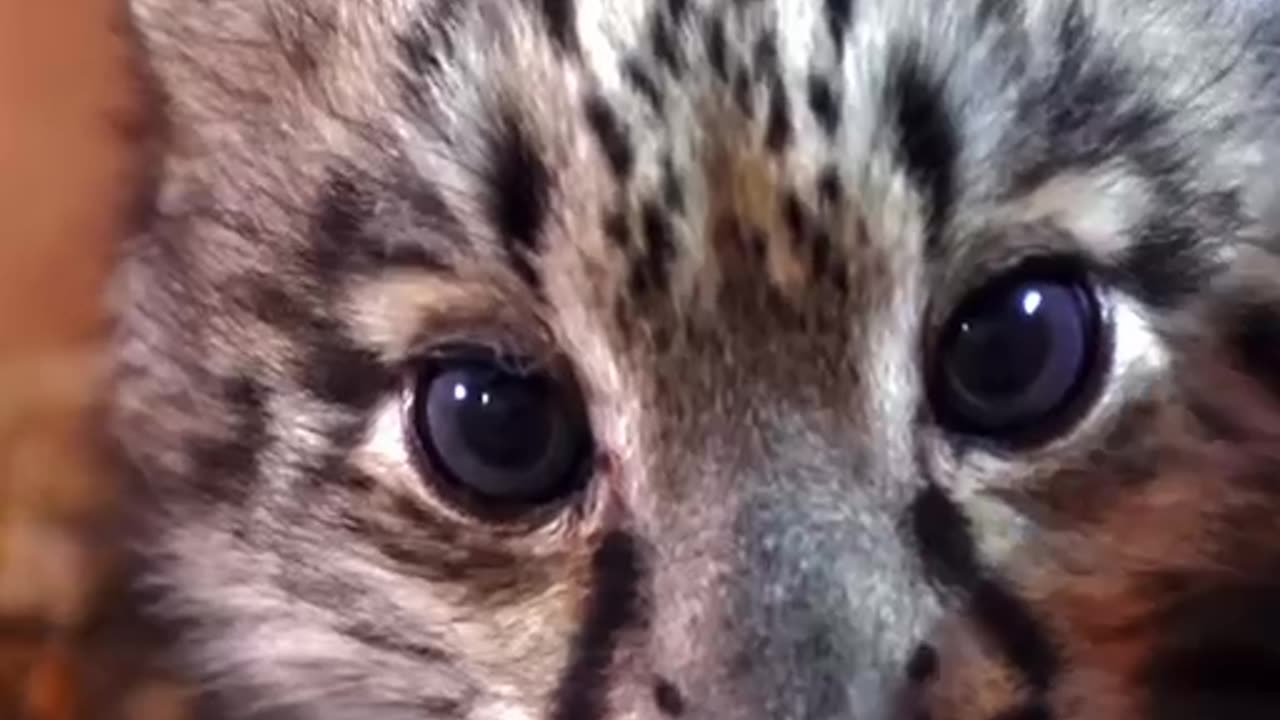 Cutes Snow leopard.