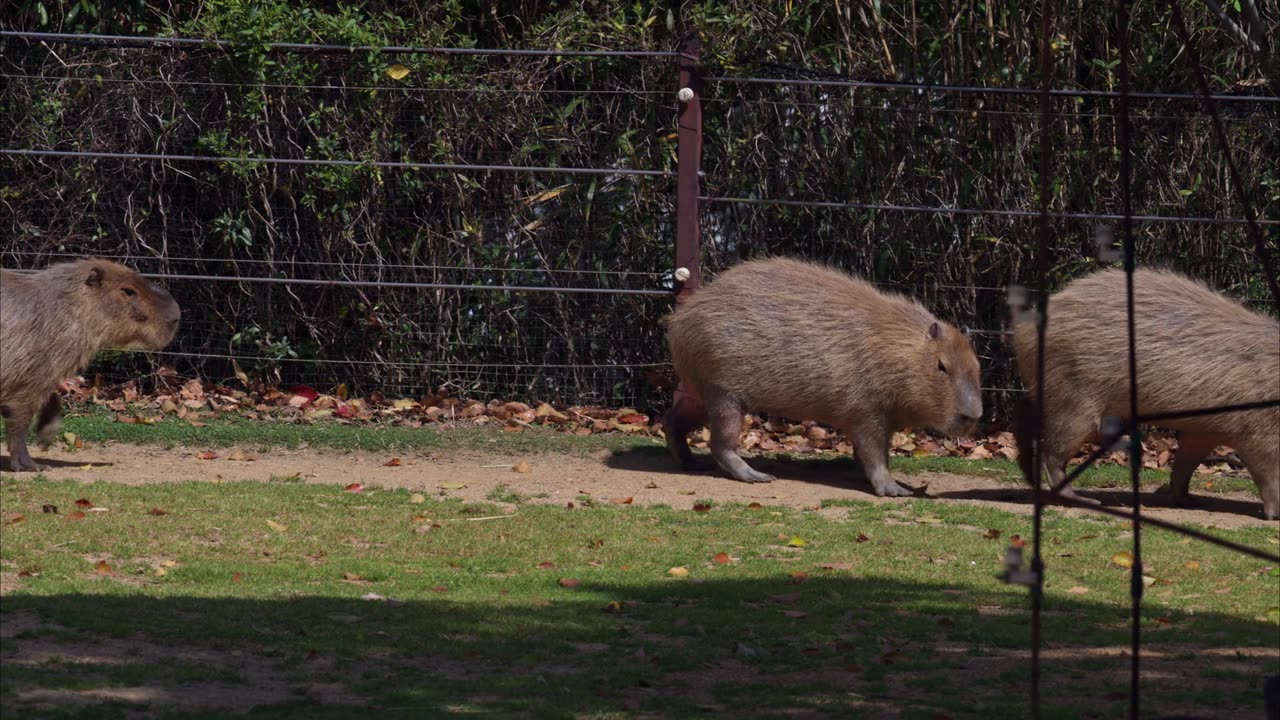 capybara