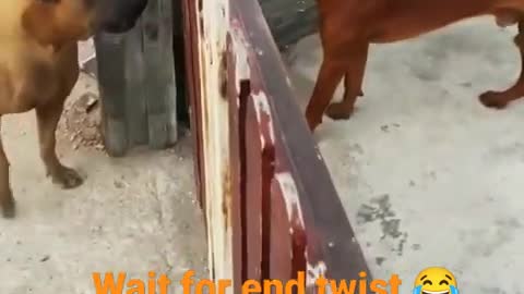 dog_fight_and_funny_video🐶