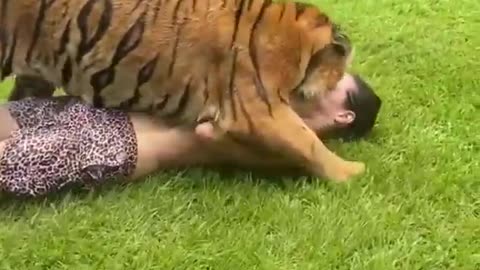 Playing with tigers ! | Danger tiger v/s man