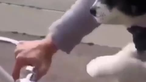 This Puppy Thinks He's Bicycling #shorts #viral #shortsvideo #video