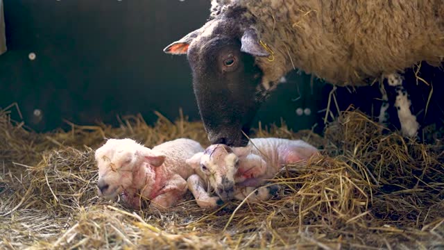 Lambing at Cannon Hall Farm (2023)