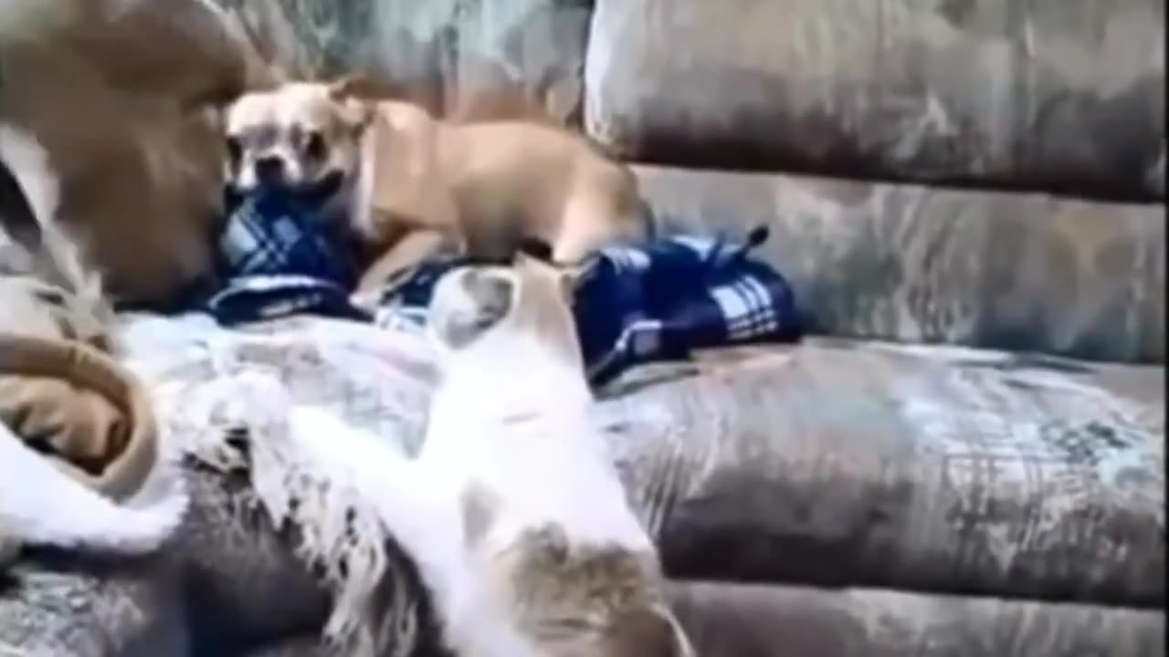 Animals Funniest Cute Cat & Dog Funny Videos Compilation