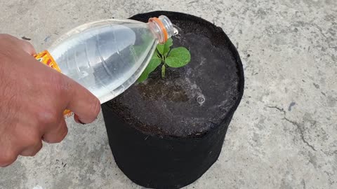 Beautiful plant Gardening in house
