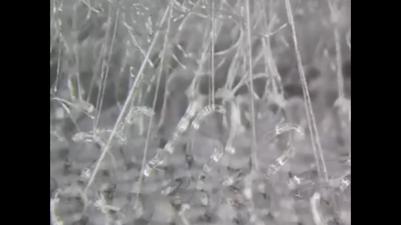 Ribbon in microscope
