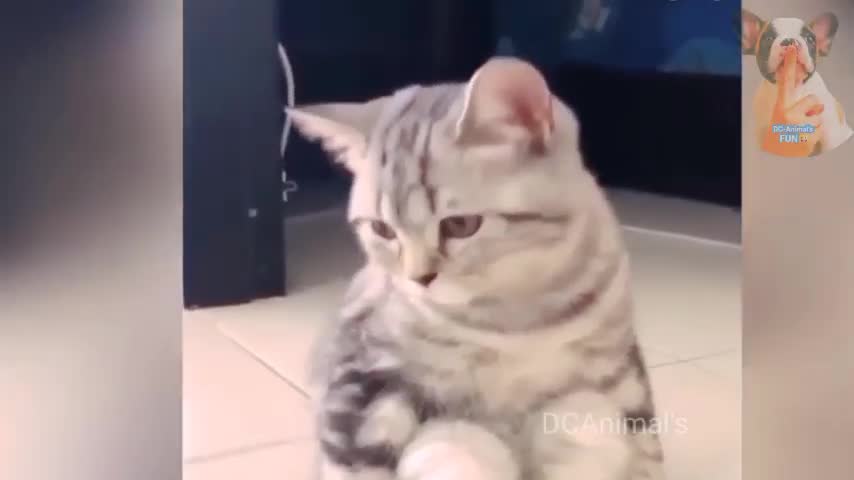 Funny Cats Videos - Cute Cat Compilation