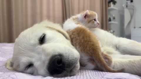 Tiny Kitten Wakes Up Golden Retriever Puppy