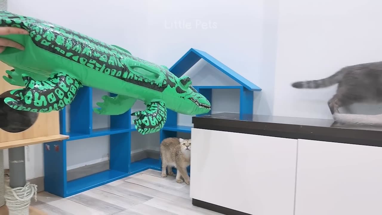 Funniest Animals 2023 ππ Best Cats and Dogs Videos πΆπΈ Part 11