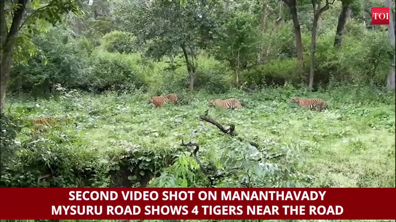 CRAZY ..Tiger attacks biker,,
