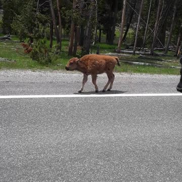 Herd of Buffalo taking over the Yellowstone road, too cool. 6/17/23 WY