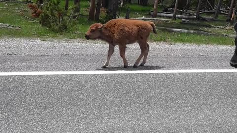 Herd of Buffalo taking over the Yellowstone road, too cool. 6/17/23 WY