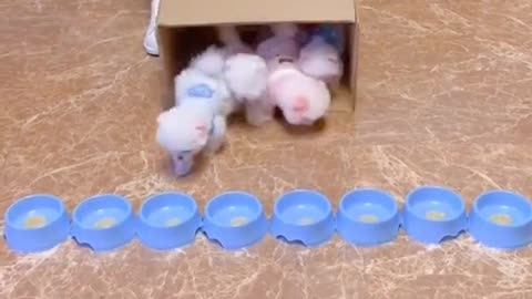 Are they cute #pet #fyp #puppy