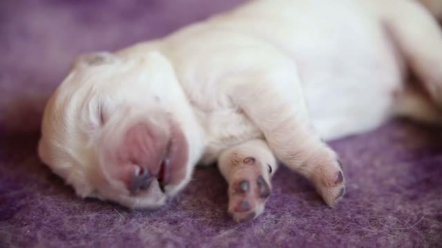 Sleeping newborn puppy golden retriever