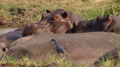 Violent affrontement entre un hippopotame et des lions