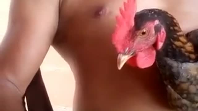 Cock Drinking Whiskey ☺️