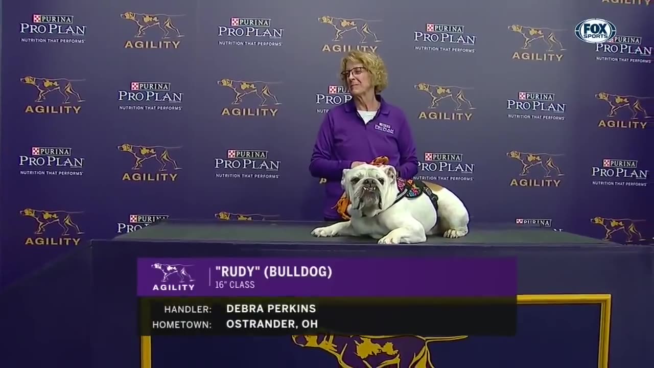 Watch Rudy the Bulldog Crush the 2019 WKC Masters Agility Course