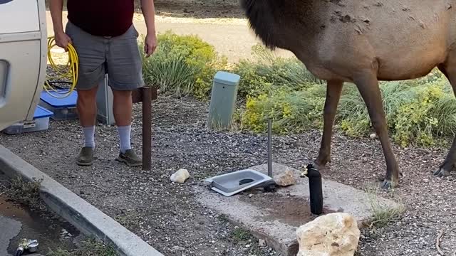 Sparing with the elk at Grand Canyon National Park